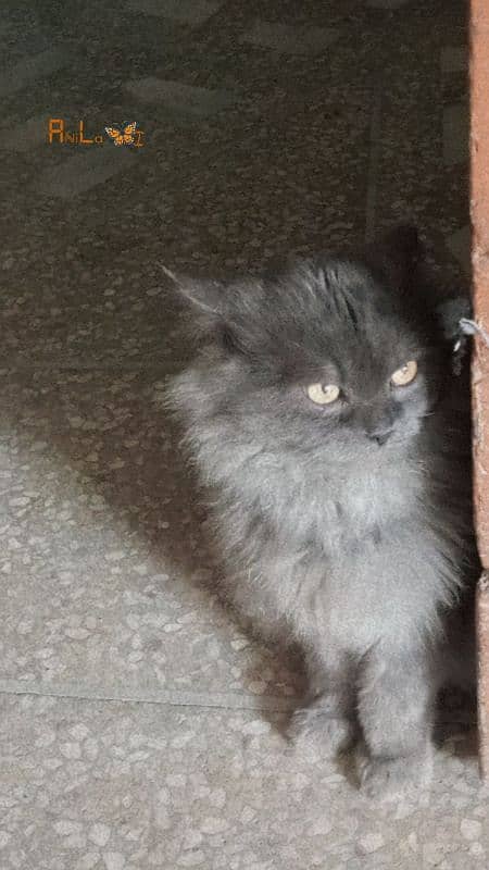 Cat missing from Qasimabad, Rawalpindi 0