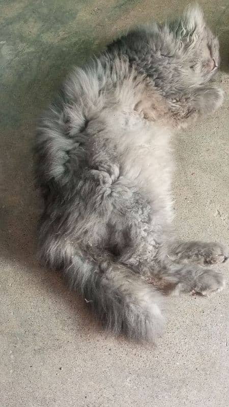 Cat missing from Qasimabad, Rawalpindi 6