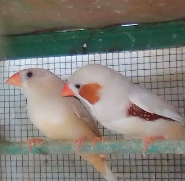 Florida orange finch. 03182857678. wattsapp number he. 2