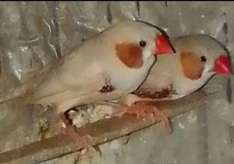 Florida orange finch. 03182857678. wattsapp number he. 3