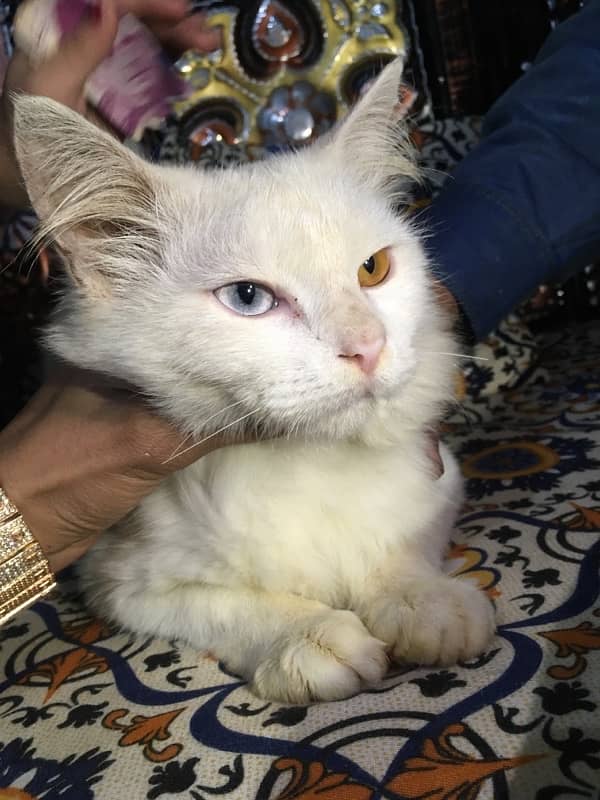 Persian cat 0