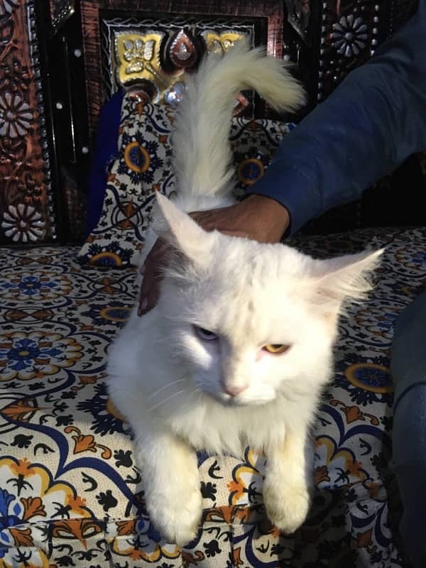 Persian cat 1