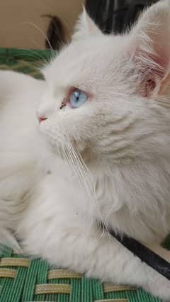 white male Persian cat