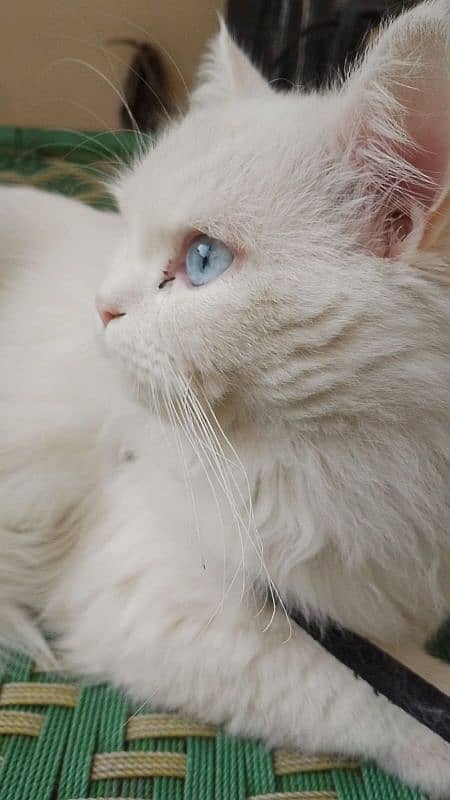 white male Persian cat 0