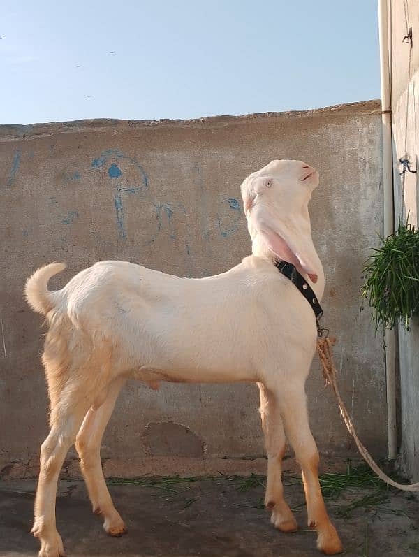 rajanpuri male Bakra 6 Sade 6 months ka Hoga 03199247499 0