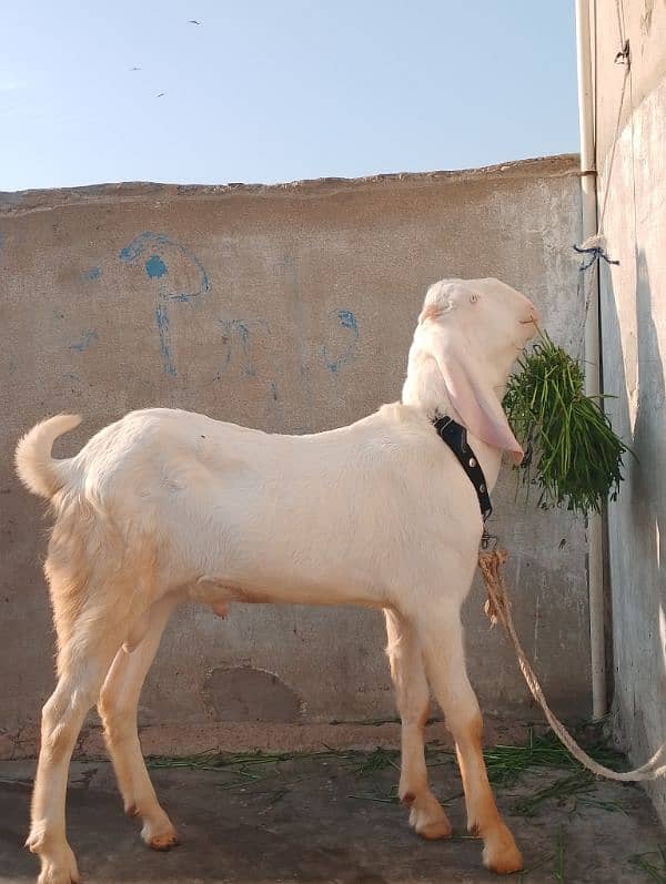 rajanpuri male Bakra 6 Sade 6 months ka Hoga 03199247499 1