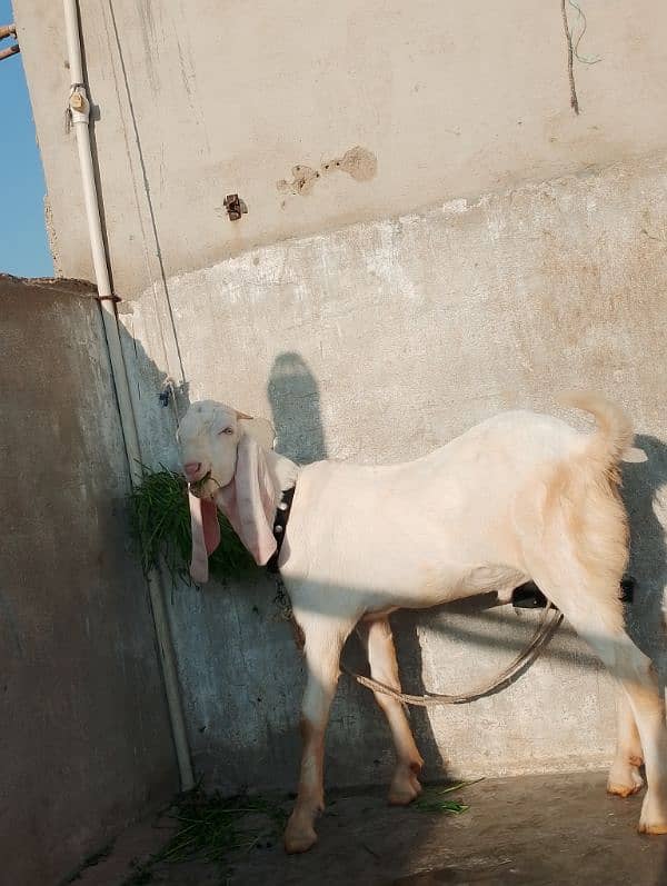 rajanpuri male Bakra 6 Sade 6 months ka Hoga 03199247499 2