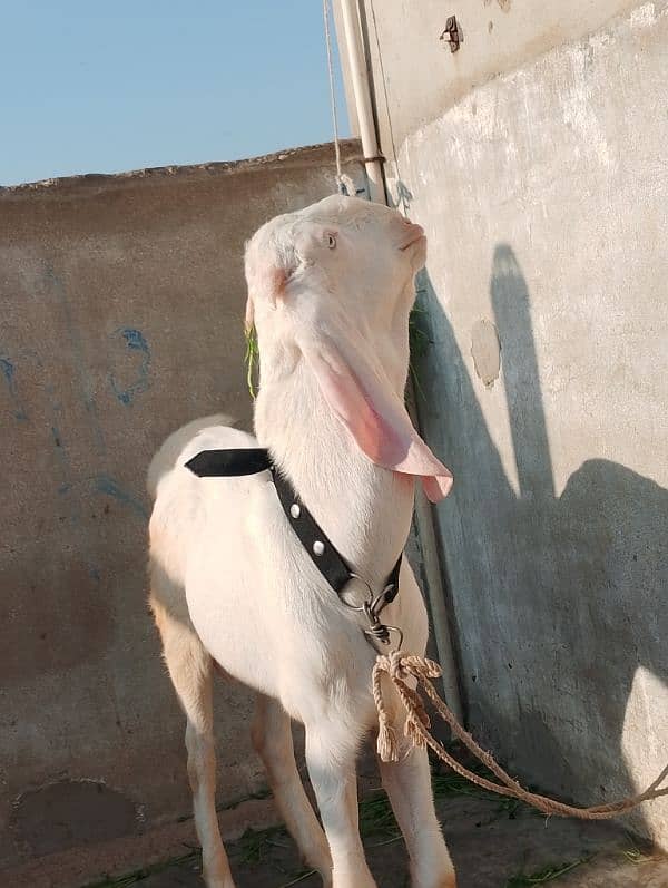 rajanpuri male Bakra 6 Sade 6 months ka Hoga 03199247499 3