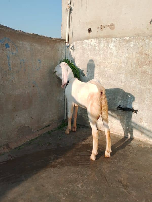 rajanpuri male Bakra 6 Sade 6 months ka Hoga 03199247499 5