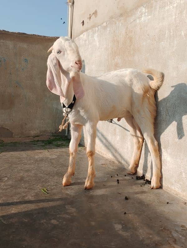 rajanpuri male Bakra 6 Sade 6 months ka Hoga 03199247499 6