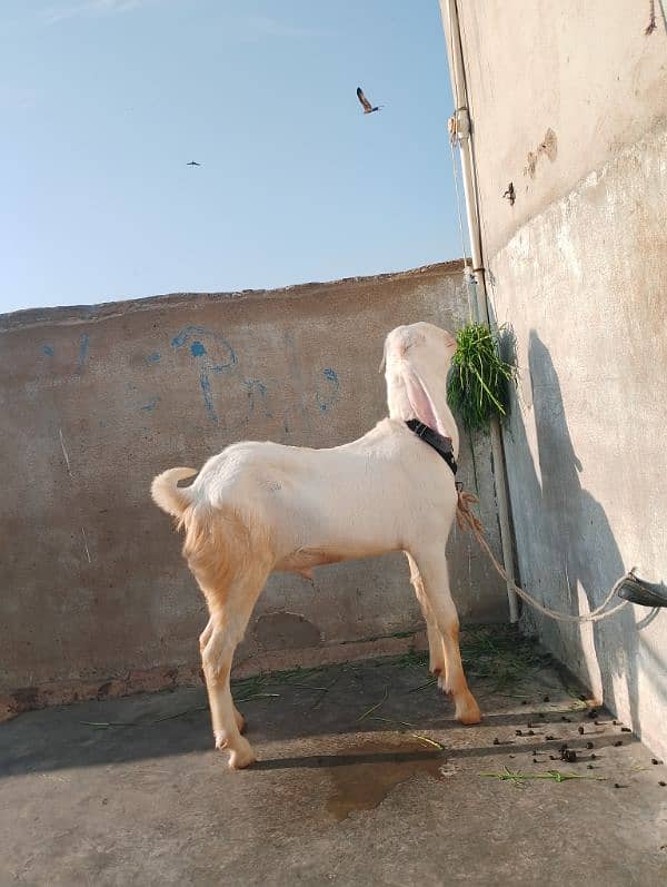 rajanpuri male Bakra 6 Sade 6 months ka Hoga 03199247499 7