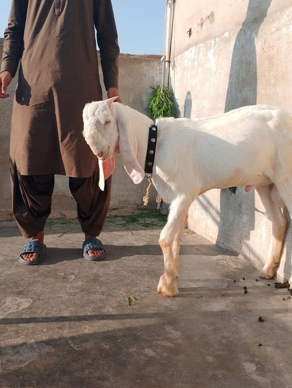 rajanpuri male Bakra 6 Sade 6 months ka Hoga 03199247499 8