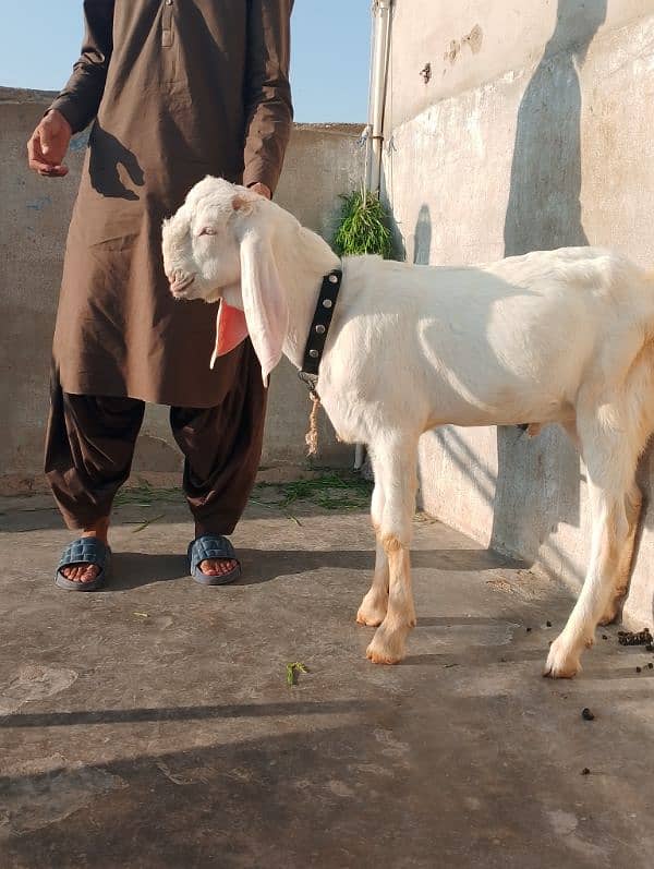 rajanpuri male Bakra 6 Sade 6 months ka Hoga 03199247499 9