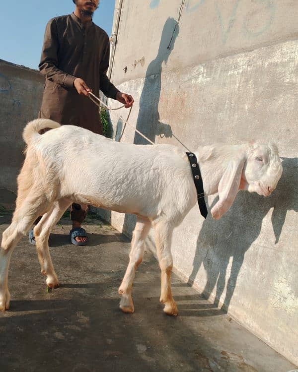 rajanpuri male Bakra 6 Sade 6 months ka Hoga 03199247499 10