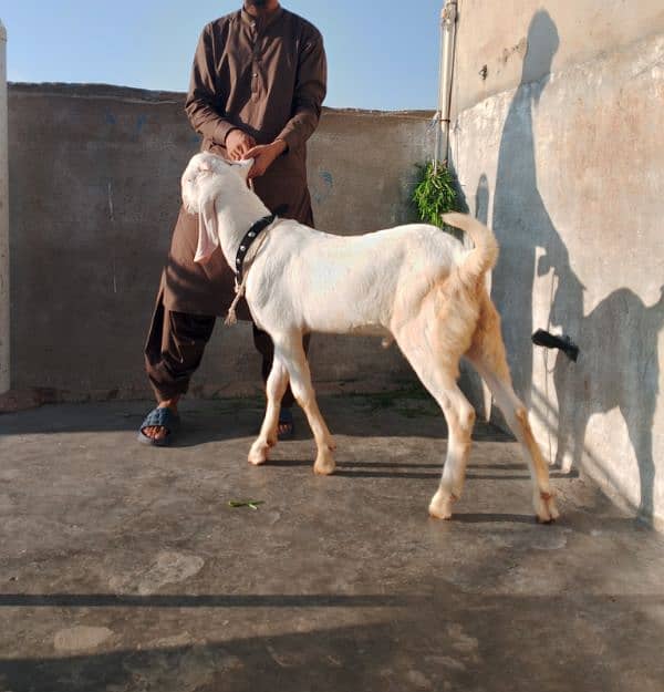 rajanpuri male Bakra 6 Sade 6 months ka Hoga 03199247499 11