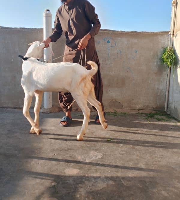 rajanpuri male Bakra 6 Sade 6 months ka Hoga 03199247499 12