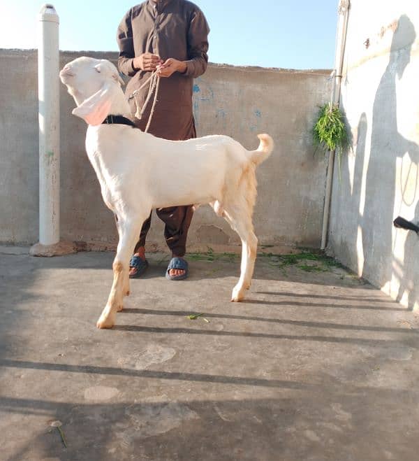 rajanpuri male Bakra 6 Sade 6 months ka Hoga 03199247499 13