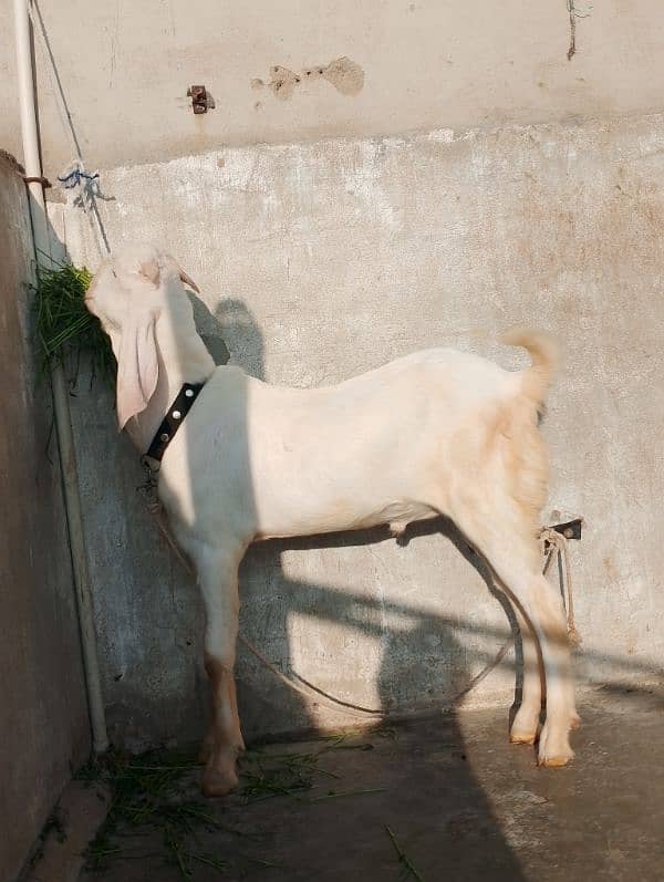 rajanpuri male Bakra 6 Sade 6 months ka Hoga 03199247499 14