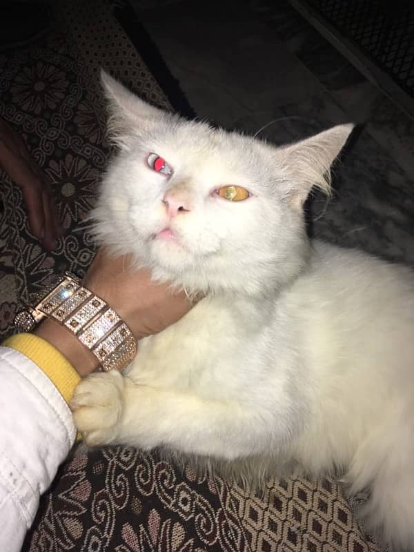 Persian cat 2