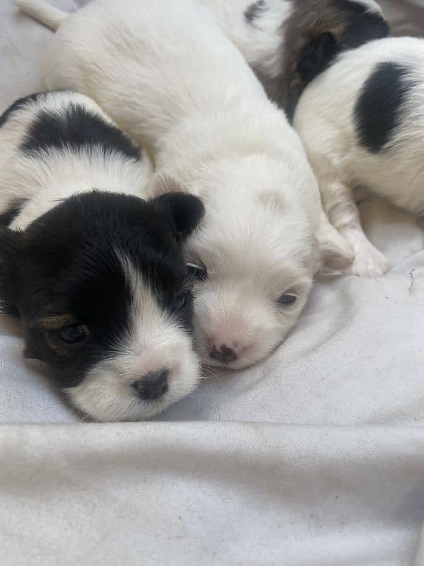 Shih Tzu/Shitzu dog/ male female Shihtzu / puppy/ dog for sale 0