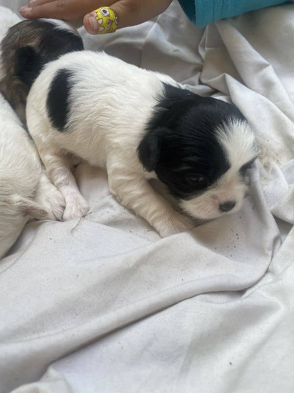 Shih Tzu/Shitzu dog/ male female Shihtzu / puppy/ dog for sale 1