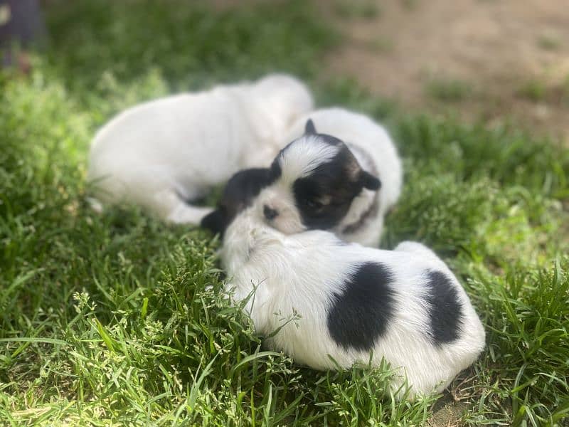 Shih Tzu/Shitzu dog/ male female Shihtzu / puppy/ dog for sale 2