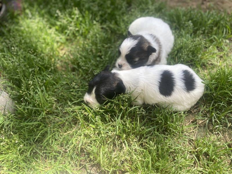 Shih Tzu/Shitzu dog/ male female Shihtzu / puppy/ dog for sale 3