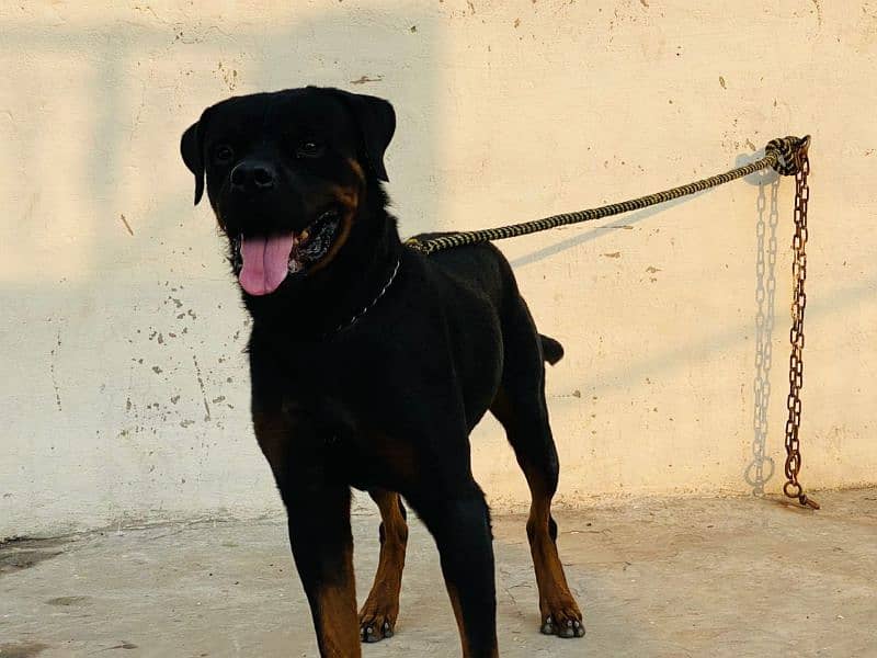 Rottweiler dogs 1