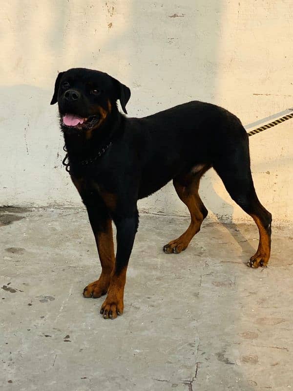 Rottweiler dogs 2