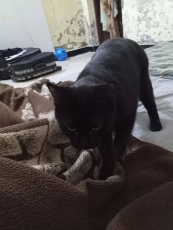 Black neutered male cat for adoption 2