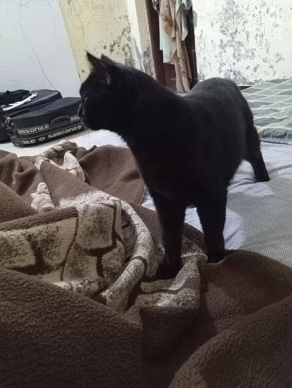 Black neutered male cat for adoption 3