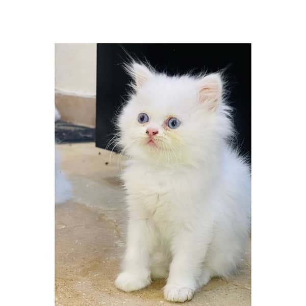 Persian Triple coated Kitten cat odd eyes & blue eyes 0