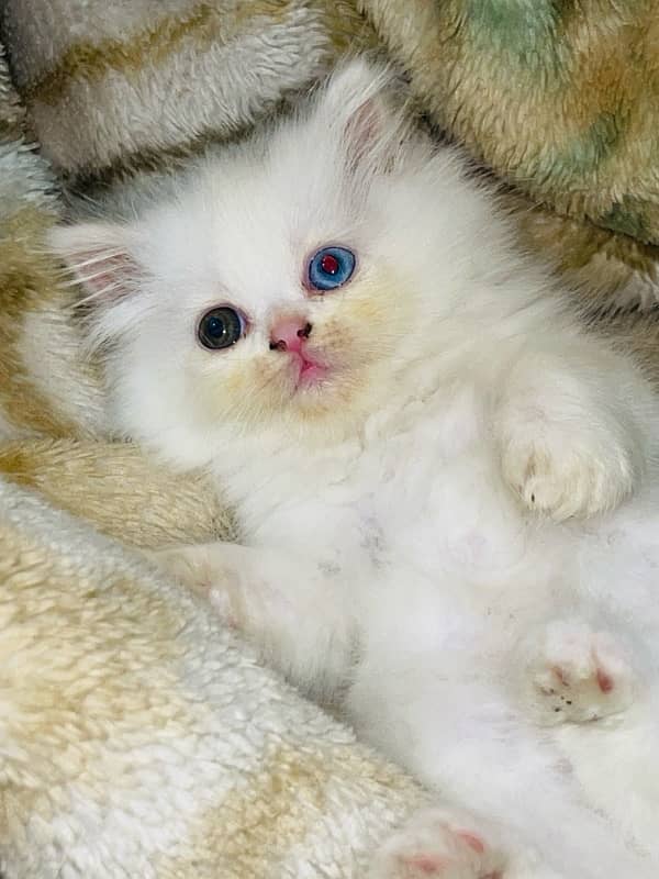 Persian Triple coated Kitten cat odd eyes & blue eyes 1