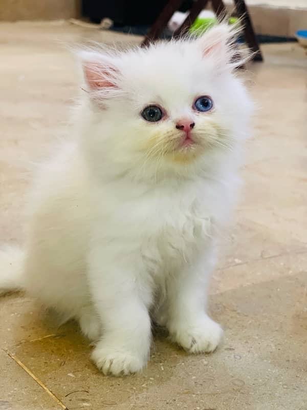 Persian Triple coated Kitten cat odd eyes & blue eyes 2