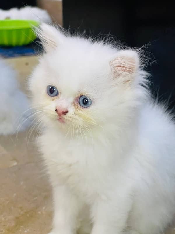 Persian Triple coated Kitten cat odd eyes & blue eyes 3