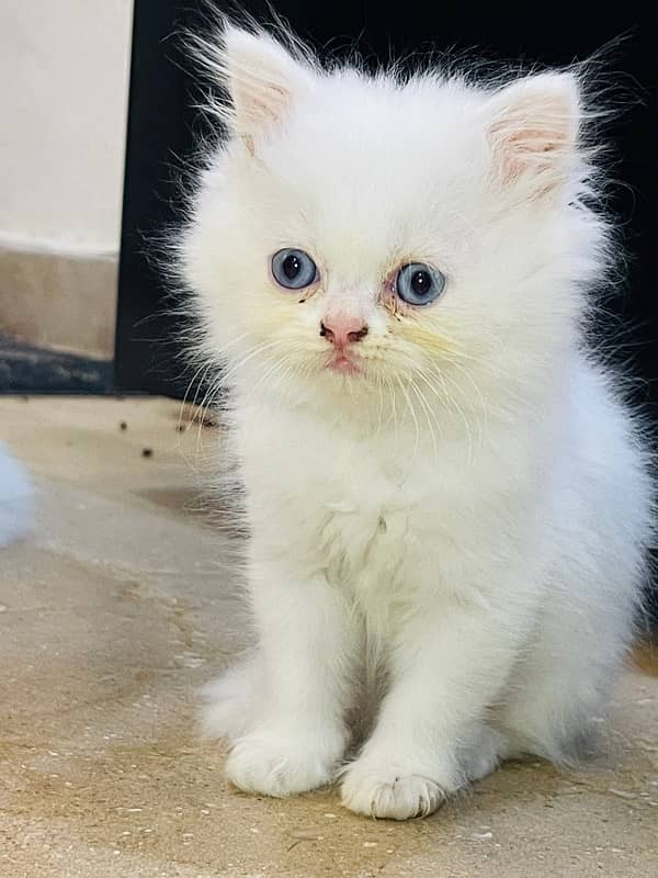 Persian Triple coated Kitten cat odd eyes & blue eyes 4