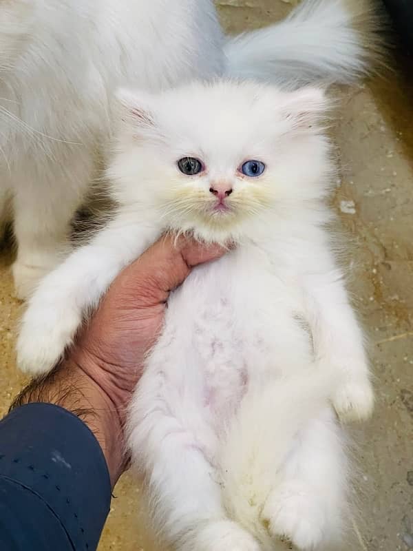 Persian Triple coated Kitten cat odd eyes & blue eyes 5