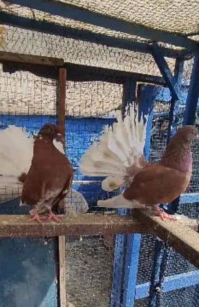 laka fancy saddle and brown gray tale pair kabooter pigeon 2