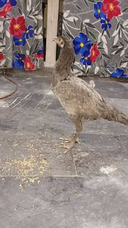 Amroha female Aseel for sale 2