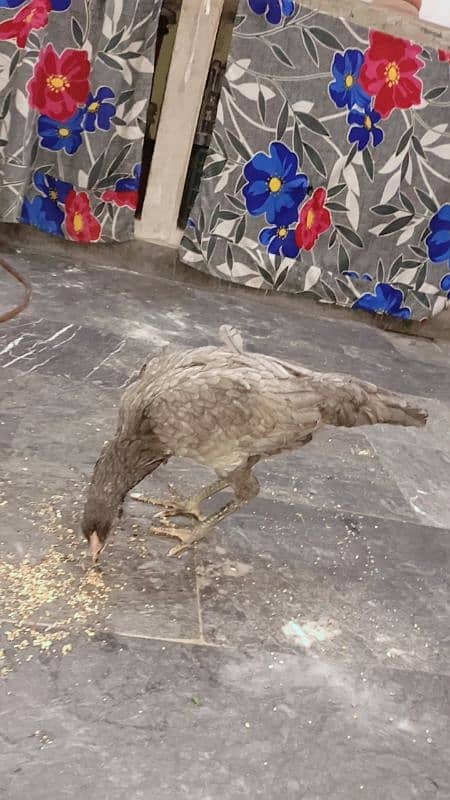 Amroha female Aseel for sale 6