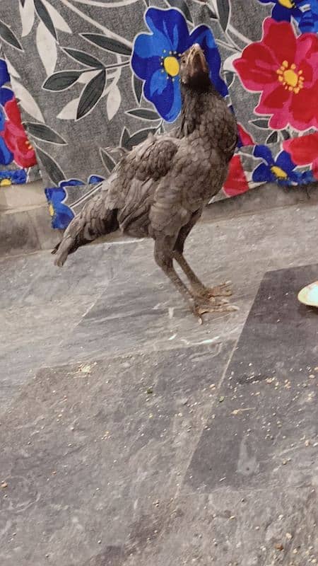 Amroha female Aseel for sale 7