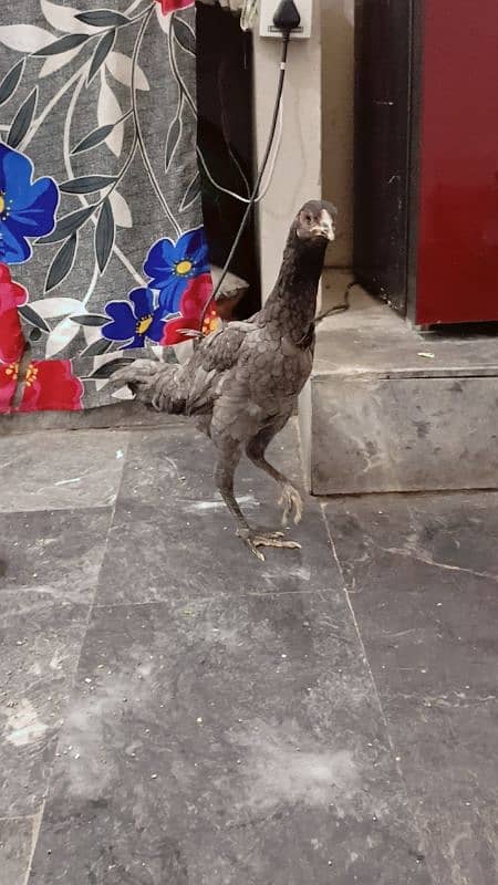 Amroha female Aseel for sale 9