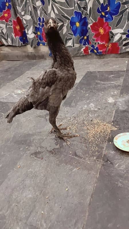 Amroha female Aseel for sale 14