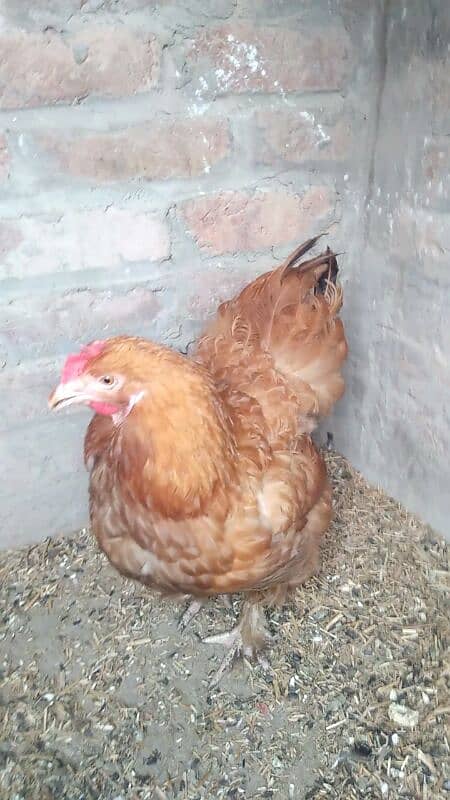 Golden Heavy buff female 03127093372 0