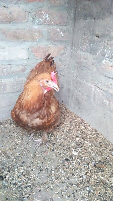 Golden Heavy buff female 03127093372 1