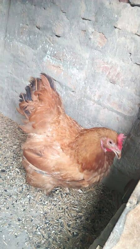 Golden Heavy buff female 03127093372 2