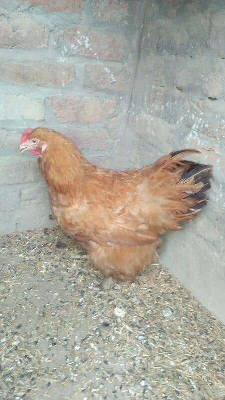 Golden Heavy buff female 03127093372 3