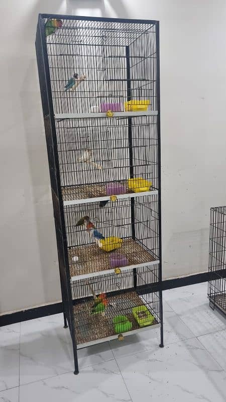 love bird calbino pair 8 pair for sale 0