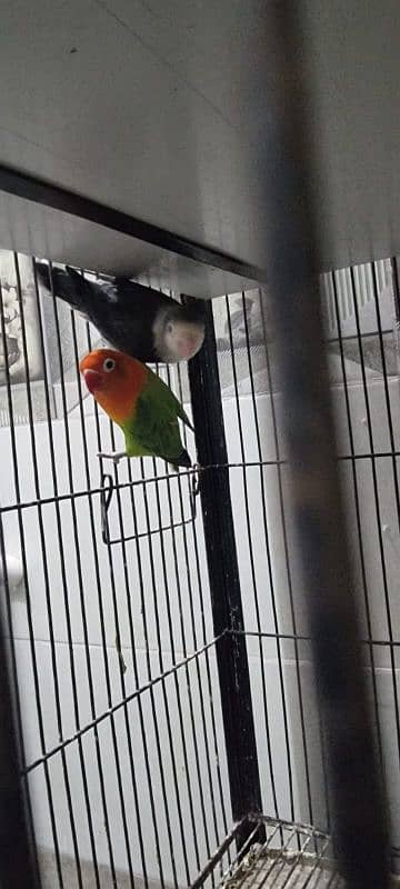 love bird calbino pair 8 pair for sale 2