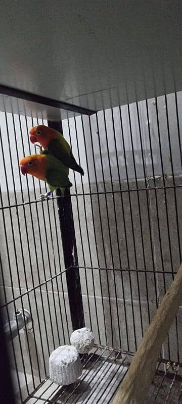 love bird calbino pair 8 pair for sale 3